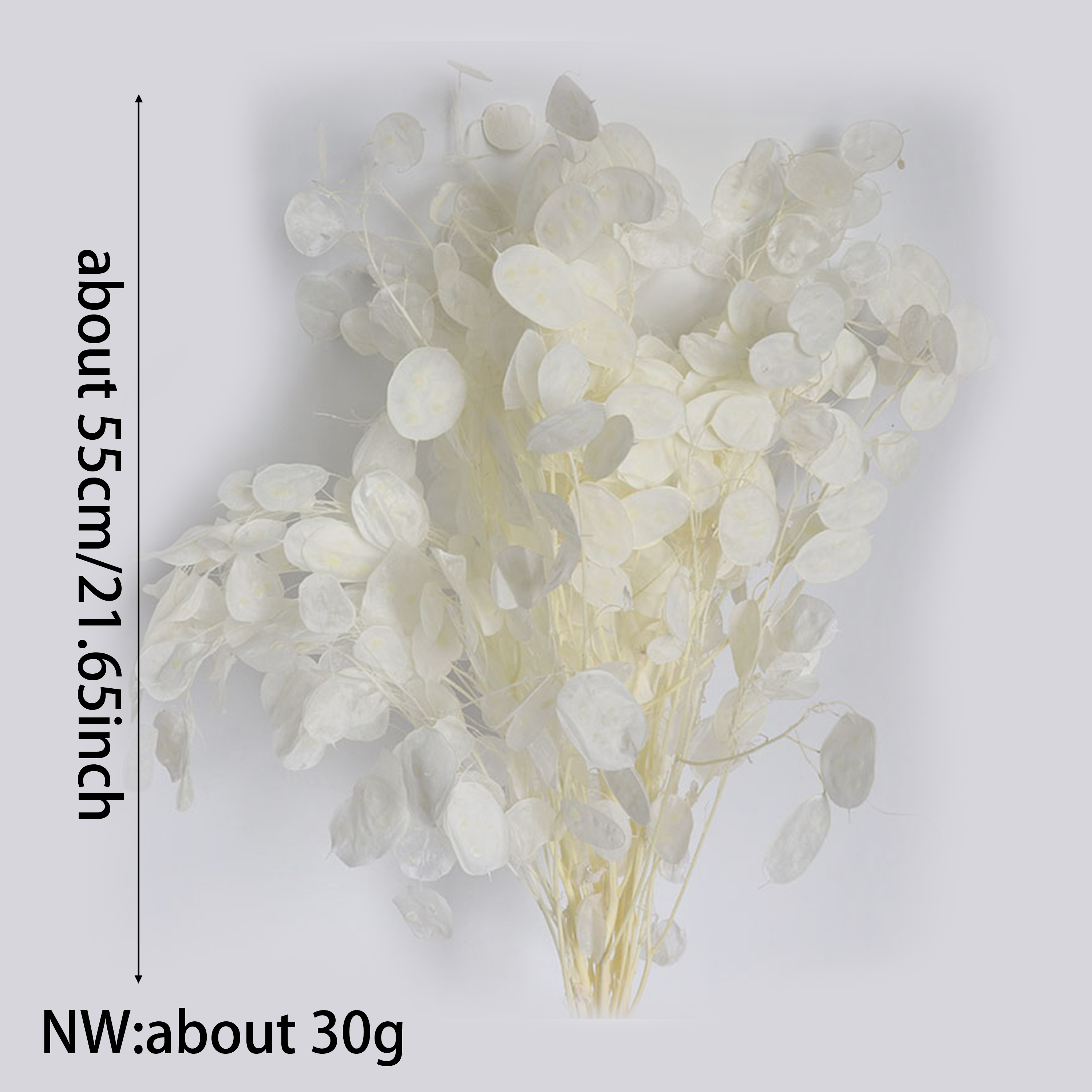 Preserved Lunaria Flowers for  - Eucalyptus Preserved 评论和价格