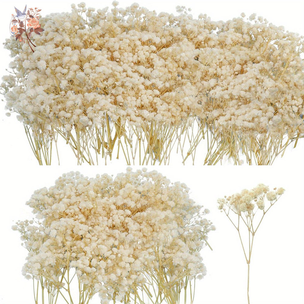 Mini Dried Gypsophila Flower D - Eucalyptus Preserved 评论和价格