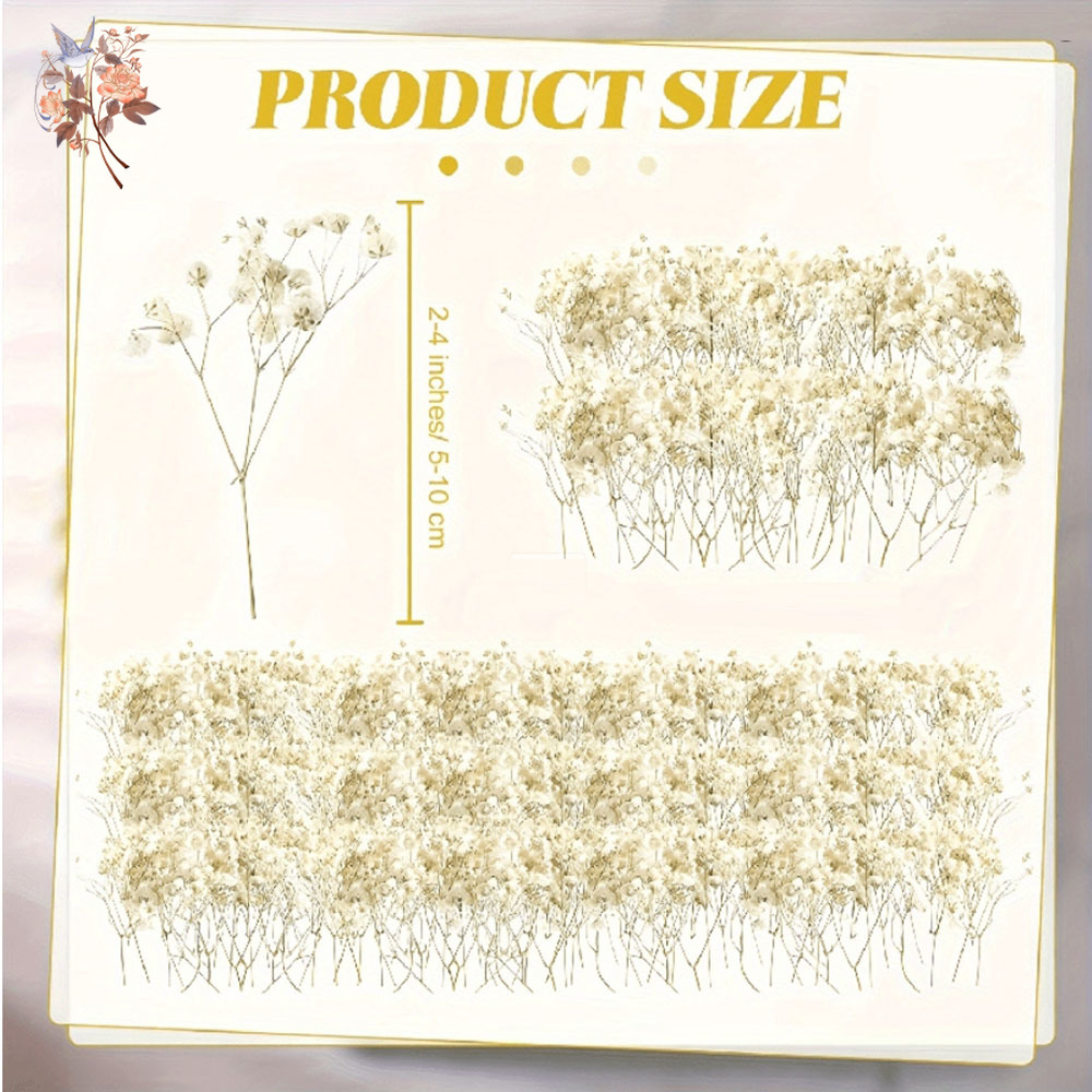 Mini Dried Gypsophila Flower D - Eucalyptus Preserved 评论和价格