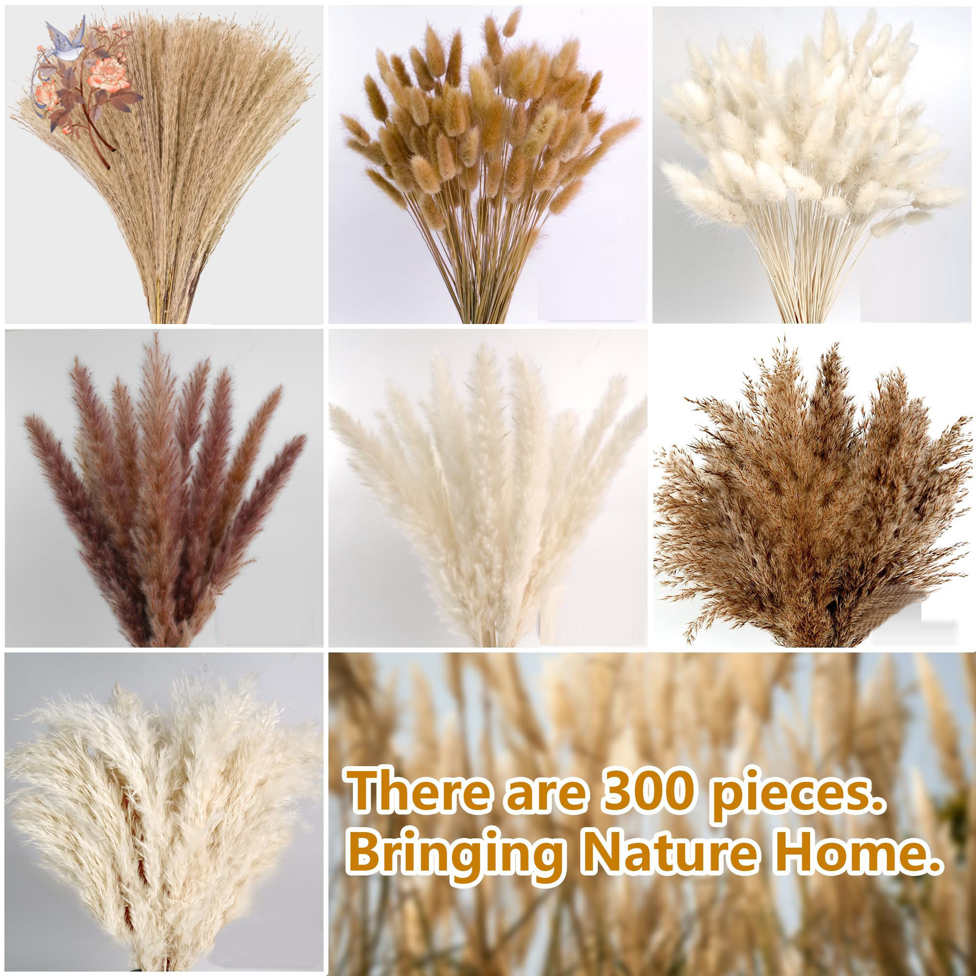 300Pcs Natural Large Pampas Gr - Eucalyptus Preserved 评论和价格