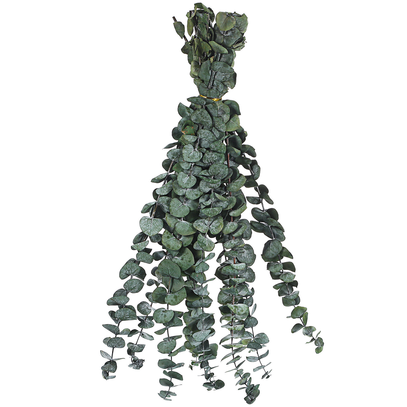 20 Pcs Eucalyptus Leaves Green - Eucalyptus Preserved 评论和价格